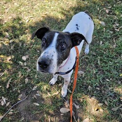 Avril/Great Dane/Female/9 Years 5 Months,Hi everyone, my name is Avril and I am a sweet gentle older gal who has been in the shelter environment for a while now and I am super excited to finally be able to meet my new potential forever family that are able to show me the world and teach me what love and security feels like. I will need a quiet and peaceful home where I can spent my days soaking up your attention and sleeping the day away, my new home will need to have minimal visitors and foot traffic as I am a nervous girl. I love to explore yards and sniff the grass, I even enjoy a nice roll in the grass every now and then. I am an easy going girl and once I form a relationship with you you become my world. I will need an adult only home as young ones are too unpredictable for me and their fast movements can startle me. My ideal home would be where I am the only dog, I tend to avoid dogs as they make me uncomfortable and I look to my person for support and guidance. We would need to avoid off leash areas as I would not enjoy any young boisterous dogs running up and attempting to play with me. I would prefer a nice quiet walk and then going home to nap and cuddle with my humans. If you are interested in giving this wonderful pet a home, please CLICK HERE to visit our website and complete an expression of interest. Requirements: 