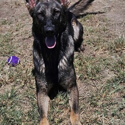 Luna/German Shepherd Dog/Female/2 Years 3 Months,Hi, I'm Luna, a spirited and loyal German Shepherd who fills every room with my vibrant energy and affection. With my striking coat and intelligent eyes, ready to be a devoted companion ready to join you in life's adventures. I hope that is with you! I have experienced unpredictability in my young life and would thrive in a loving home where I can be the center of attention. I am looking for a family that would appreciate my playful spirit and breed quirks. Tennis and soccer plays are some of my favourite toys. I LOVE playing fetch and taking breaks to splash in my shell pool, before getting back to our game and afterwards taking a big snooze in the sun. It would be great if my new family had breed experience and that the children in my life were older, able to read by cues when I need a break and help teach me to trade out my toys, as I can be a bit greedy with them during play. I would thrive in a home where my family is home more often to help me settle in and teach me that life can be predictable. I love people and can become frustrated when seeing them through barriers, without being able to reach them. It would be best if I had a solid fenced yard to feel safe and secure. I have been learning to make canine friends and love to go on social walks with calm and well socialised dogs, who are going to teach me their ways, however, can become boisterous in play and am unable to share a household with a canine companion. I may be able to learn, however for now it would be best if I was the only animal soaking up your love. Requirements: -Must meet all family – Children over 12 years  -Must be only animal – Indoor/Outdoor access -Breed experience – Someone home more often  –  Solid fencing I am eager to share my boundless love with a family who will appreciate my playful nature, enjoy long walks and make cherished memories filled with laughter and love. If you're looking for a loyal companion who will always be by your side, I am ready to bring a lifetime of happiness into your home. Head to the Hunter Shelter and the staff can help us meet. I can't wait to see you! Love and slobbery kisses, Luna