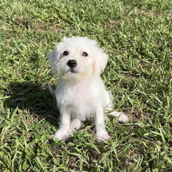 Adopt a dog:Liza/Miniature Schnauzer/Female/Baby,Liza is a darling Schnauzer/Toy Poodle mix. Born June 22, 2024 she has a personality that's as playful and funny as she is curious. She's friendly to everyone she meets, be it humans or other animals, and she loves to make new friends. Even as a baby, she is quite smart. She loves to play and run around, but she also knows when it's time to snuggle up and go to sleep. This sweet girl is looking for her forever family one that she can call her very own. Are you that family? Adoption fee is $850.00. For mor information please call 352-502-2379.

There is a $100.00 refundable sterilization deposit included in the adoption fee. Refunded upon proof of spay or neuter from your veterinarian or you may use one of our Veterinarians at our cost. This MUST be done by six months of age.