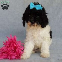 Charlotte/Cockapoo									Puppy/Female	/11 Weeks,Prepare to fall in love!!! My name is Charlotte and I’m the sweetest little F1b cockapoo looking for my furever home! One look into my warm, loving eyes and at my silky soft coat and I’ll be sure to have captured your heart already! I’m very happy, playful and very kid friendly and I would love to fill your home with all my puppy love!! I am full of personality, and ready for adventures! I stand out above the rest with my beautiful black and white coat!!… I will come to you vet checked, microchipped and up to date on all vaccinations and dewormings . I come with a 1-year guarantee with the option of extending it to a 3-year guarantee and shipping is available! My mother is Riley, our sweet 14#cockapoo with a heart of gold and my father is Nimbo, a 13# chocolate merle mini poodle and he has been genetically tested ! Both of the parents are on the premises and available to meet!! Why wait when you know I’m the one for you? Call or text Martha to make me the newest addition to your family and get ready to spend a lifetime of tail wagging fun with me! (7% sales tax on in home pickups)