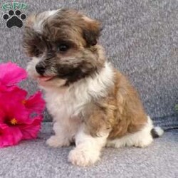 Lily/Havanese									Puppy/Female	/8 Weeks,Hi, im a Havanese puppy. I am looking forward to meeting you! I am up to date with my immunizations, my wormer medications, and I have a Micro-chip so that I can be easily identified if I ever become lost! 