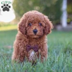 Bolt/Cavapoo									Puppy/Male	/8 Weeks,Meet your new best friend Bolt! This handsome Cavapoo puppy is ready to find a loving home and fill your life with joy. Bolt has a sweet temperament, he is super intelligent, and has a low shedding hypoallergenic coat, making him the perfect addition to any family that opens their hearts and arms to him.