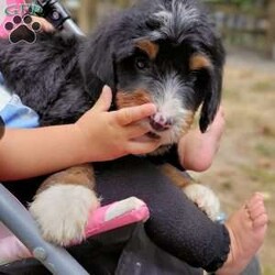 Penny/Mini Bernedoodle									Puppy/Female	/July 20th, 2024,Beartown Doodles is excited to introduce Penny, a sweet mini bernedoodle puppy raised with lots of love. Penny would love to have someone to be his furever companion. Mama Sophie did an amazing job raising this litter, she is a 35lb mini bernedoodle who is very loving and affectionate. Maxey (Dad) is a super friendly 45 lb mini bernedoodle. Both parents are genetic health tested giving you peace of mind that you will be getting a healthy puppy. 