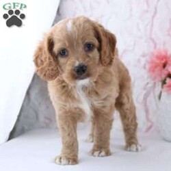 Anisa/Cockapoo									Puppy/Female	/7 Weeks,To contact the breeder about this puppy, click on the “View Breeder Info” tab above.