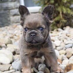 Brittney/French Bulldog									Puppy/Female	/8 Weeks,Fluffy, cute and charming are just a few words I would use to describe this sweetheart with a heart as sweet as her blue eyes and face. Brittney has been raised in a loving environment making the perfect addition to any family. Stella the beautiful lilac and tan French Bulldog mother weighs 20lbs and Hudson the beautiful fluffy French Bulldog weighs 23lbs. She’s been well socialized,ensuring she will be a friendly and outgoing companion to both people and pets. Brittney safety is a top priority as she comes up to date with all her vaccines and dewormer treatments. This lovable pup is not just looking for a home she’s searching for a loving family to be a part of. If you’re ready to welcome a charming,healthy well cared for French Bulldog contact Barbara.