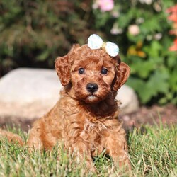 Pearl/Mini Goldendoodle									Puppy/Female	/6 Weeks,Meet Pearl, the cutest Mini Goldendoodle! Her twinkling eyes mirror the mischief she gets into, and her little tail never stops wagging, spreading joy wherever she goes. With her endearing puppy eyes and a penchant for cuddles, she loves playtime and learning new tricks to impress her favorite humans. With this little one around, every day is a new adventure filled with puppy love and endless tail wags!