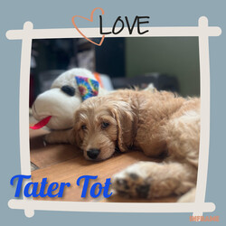 Adopt a dog:Tater Tot/Goldendoodle/Male/Baby,Meet Tater Tot: Your New Best Friend!

Hello, future family! I’m Tater Tot, a 10-week-old Goldendoodle with a heart as big as my puppy eyes. I may be missing a front leg, but that doesn’t slow me down one bit—I'm a little hop-and-skip champion! I’m as sweet and loving as they come, and I’m ready to bring joy and snuggles into your life.

A Bit About Me:

Age: 10 weeks
Weight: 15 pounds of pure cuteness
Breed: Goldendoodle
Special Trait: I have a front leg amputation, but it doesn’t hold me back. I walk and hop around with ease and a big smile!
My Personality: I’m incredibly affectionate and love giving and receiving cuddles. I get along fabulously with other dogs and am eager to make new friends. While I’m still working on my potty training, I’m a fast learner and with a bit of patience, I’ll be a pro in no time.

What I Need:

Confidence Building: I’m learning to navigate stairs and embrace new adventures. With your encouragement and a bit of patience, I’ll grow into a confident, happy pup.
A Loving Home: I thrive in a loving environment where I can continue to learn and grow.
If you’re looking for a furry friend who will fill your life with love and joy, I’m your guy! I may have a unique story, but I promise I’m as perfect as they come. Let’s start this amazing journey together—apply to adopt me today!