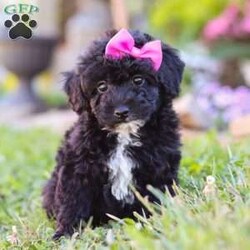 Violet/Miniature Poodle									Puppy/Female	/8 Weeks,Meet the most adorable AKC Mini Poodle puppy named Violet! Known for their intelligence and elegance, Poodles are more than just their curly coats they’re one of the most versatile and trainable breeds, making them a perfect fit for families, singles, or anyone looking for a best friend. If you’re looking for a loyal, intelligent, and loving companion you have come to the right place.