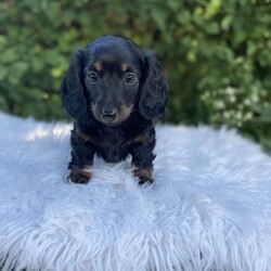 Carly/Dachshund									Puppy/Female	/7 Weeks