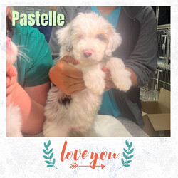 Adopt a dog:Pastelle & Queso/Aussiedoodle/Female/Baby,Meet Pastelle and Queso: A Pair of Sweethearts Seeking a Special Home!

Pastelle and Queso are two adorable puppies with hearts full of love and a spirit that shines brightly, despite their unique challenges. These 8-week-old siblings are partially blind and deaf, but that hasn’t dampened their enthusiasm for life. They’re both incredibly sweet, fluffy, and cuddly, and they have an amazing knack for bringing joy to everyone they meet.

These lovable pups came to us straight from the euthanasia list, and we couldn’t bear to see them miss out on the chance for a happy life. Because of their special needs, we’ve made the decision to keep them together, as they provide each other with comfort and companionship.

Pastelle and Queso may require a bit of extra care, but they’re playful, loving, and full of puppy energy. They still love to play, eat, and bark like any other happy pups. Their condition means they’ll need a bit of assistance and understanding from their new family, but in return, they’ll offer endless affection and a bond that’s truly special.

If you have experience with or are comfortable with special needs dogs, and you’re looking for a pair of delightful, furry friends to brighten your life, Pastelle and Queso might just be the perfect match for you. They’re ready to bring love, laughter, and their unique charm into a home where they can flourish and be cherished.

Come meet Pastelle and Queso, and let these sweet pups show you how wonderful life can be with a pair of perfect little companions by your side.