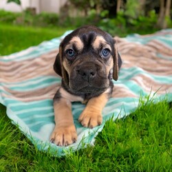 Adopt a dog:Vader/Puggle/Male/Baby,THE FOLLOWING PET IS BEING FOSTERED NEAR FORT COLLINS, CO!

In a galaxy not so far away, a bold puggle named Vader is ready to embark on his journey to find a forever home. Born on July 30, 2024, Vader is one of eight Star Wars puppies, each with a unique personality. His brave mama, Tattooine, gave birth at a shelter after being abandoned as a pregnant stray. Just one day after entering the world, Vader and his siblings were rescued and brought to a loving foster home in Fort Collins, CO.

Vader is a spirited and playful pup with a striking coat and a mischievous charm that sets him apart. While he may have a name that echoes a dark side, Vader’s heart is pure and full of love. He’s quick to engage in a game of tug-of-war or chase, and he has a knack for turning everyday moments into epic adventures. As he grows, Vader’s playful energy and strong personality will make him the perfect companion for someone who appreciates a little bit of spunk with their snuggles. Vader will be ready to join his forever family when he turns 8 weeks old. Are you ready to welcome this little force of nature into your life? The adventure awaits.

OUR DOGS ARE FOSTERED IN TEXAS OR COLORADO BUT AVAILABLE FOR ADOPTION AND TRANSPORT OUT OF STATE. Read below for more information.

All of our dogs are located in a foster home in Texas or Colorado. Our dogs are transported to a predetermined location agreed upon by the rescue. The adoption contract and fee are finalized prior to transport. As a Mutts N Such direct adoption, the adoption interview/meet and greet occurs on video call (Skype, FB Messenger call, Facetime, etc.).

Our out of state adoption fee is $350 plus transport (varies by location). This fee includes all current vaccinations, deworming, a registered microchip, fecal analysis, spay/neuter for pets 6 months & older, and a heartworm test if over 6 months old. All dogs will be current on flea/heartworm prevention. A health exam will be completed and a certificate issued by a veterinarian within 10 days of departure.

If you are interested in adopting, please complete our application:

https://petstablished.com/adoption_form/57167/generic

Note: MNS reserves the right to deny any application that is deemed unsuitable for the animal. Please be aware that our animal adoptions are NOT on a first come- first serve basis. Our sole purpose is to find the best possible home for the animals that fall under our care.