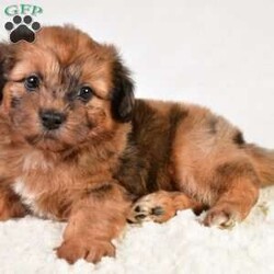 Beau/Shih-Poo									Puppy/Male	/7 Weeks,Meet Beau the Shihpoo Boy! With his stunning Chocolate Merle hair coat, he is super fluffy and loves cuddling! He has a sweet personality that is friendly and loves everyone, making him a great fit to any family!