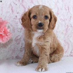 Anisa/Cockapoo									Puppy/Female	/7 Weeks