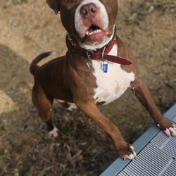 Rocky/Staffordshire Bull Terrier/Male/6 Years 9 Months,Hey there! I’m Rocky, an adult Staffy with a heart full of love and a lot of personality. Here’s a bit about me. First off, I’m best as the only dog in the house. I’m not really a fan of other dogs, so I need to be your one and only furry friend. Think of me as the star of the show—we don’t need any other dogs stealing the spotlight! When it comes to kids, I need to meet them first. I can get pretty excited with all their energetic activities, and we need to make sure we’re all comfortable with each other. Picture me and the kids having fun, but knowing when to take it easy. I’ve got a bit of a unique quirk on walks—I sometimes freeze mid-walk. Yep, just stop and take a little break. It’s like I’m pausing to enjoy the moment. An experienced owner who knows how to manage my little stops would be perfect. Together, we’ll be a great team, turning heads as we go. Despite my occasional pause button, I’m a joyful and strong companion, ready to bring love and loyalty into your life. I promise to be the best friend you’ve ever had, always ready for an adventure or a cozy cuddle. So, if you’re ready for a lovable, energetic, and slightly quirky buddy who’s always up for fun, let’s meet! I can’t wait to join your family. I am currently hanging out in a lovely foster home while I wait for my new family. Please fill out an Expression of Interest form to find out more about me!  Wags and kisses, Rocky xx