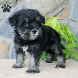 Darla/Miniature Schnauzer									Puppy/Female	/July 5th, 2024,Meet this adorable Miniature Schnauzer puppy with a natural tail and natural ears! This rare beauty comes up to date on shots and dewormer and vet checked! Both parents are our family pets and the puppies are very well socialized with children. If you are looking for a frisky, sweet, and attention motivated little puppy contact us today! 