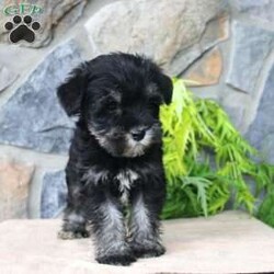 Darla/Miniature Schnauzer									Puppy/Female	/July 5th, 2024,Meet this adorable Miniature Schnauzer puppy with a natural tail and natural ears! This rare beauty comes up to date on shots and dewormer and vet checked! Both parents are our family pets and the puppies are very well socialized with children. If you are looking for a frisky, sweet, and attention motivated little puppy contact us today! 