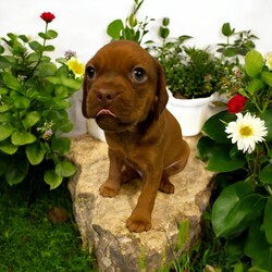 Adopt a dog:Hans Solo/Puggle/Male/Baby,THE FOLLOWING PET IS BEING FOSTERED NEAR FORT COLLINS, CO!

In a galaxy not so far away, a charming puggle named Hans Solo is ready to steal your heart and make a grand entrance into your life. Born on July 30, 2024, Hans Solo is one of eight Star Wars puppies, each with their own special charm. His courageous mama, Tattooine, gave birth at the shelter after being abandoned as a pregnant stray. Just one day later, Hans Solo and his siblings were rescued and brought to a loving foster home in Fort Collins, CO.

Hans Solo lives up to his name with a confident and adventurous spirit. With his striking coat and playful demeanor, he’s always ready for a new escapade, whether it’s a game of fetch or exploring every nook and cranny of his surroundings. His fun-loving personality and affectionate nature make him the perfect partner for anyone looking for a loyal and lively companion. As he grows, Hans Solo will continue to bring joy and excitement to every day. He’ll be ready to embark on his next great adventure with his forever family when he turns 8 weeks old. Are you ready to add this little adventurer to your crew? The stars have aligned for this special bond.

OUR DOGS ARE FOSTERED IN TEXAS OR COLORADO BUT AVAILABLE FOR ADOPTION AND TRANSPORT OUT OF STATE. Read below for more information.

All of our dogs are located in a foster home in Texas or Colorado. Our dogs are transported to a predetermined location agreed upon by the rescue. The adoption contract and fee are finalized prior to transport. As a Mutts N Such direct adoption, the adoption interview/meet and greet occurs on video call (Skype, FB Messenger call, Facetime, etc.).

Our out of state adoption fee is $350 plus transport (varies by location). This fee includes all current vaccinations, deworming, a registered microchip, fecal analysis, spay/neuter for pets 6 months & older, and a heartworm test if over 6 months old. All dogs will be current on flea/heartworm prevention. A health exam will be completed and a certificate issued by a veterinarian within 10 days of departure.

If you are interested in adopting, please complete our application:

https://petstablished.com/adoption_form/57167/generic

Note: MNS reserves the right to deny any application that is deemed unsuitable for the animal. Please be aware that our animal adoptions are NOT on a first come- first serve basis. Our sole purpose is to find the best possible home for the animals that fall under our care.