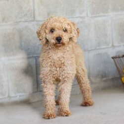 Violet/Miniature Poodle									Puppy/Female	/8 Weeks,Meet the most adorable AKC Mini Poodle puppy named Violet! Known for their intelligence and elegance, Poodles are more than just their curly coats they’re one of the most versatile and trainable breeds, making them a perfect fit for families, singles, or anyone looking for a best friend. If you’re looking for a loyal, intelligent, and loving companion you have come to the right place.