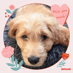 Adopt a dog:Tater Tot/Goldendoodle/Male/Baby,Meet Tater Tot: Your New Best Friend!

Hello, future family! I’m Tater Tot, a 10-week-old Goldendoodle with a heart as big as my puppy eyes. I may be missing a front leg, but that doesn’t slow me down one bit—I'm a little hop-and-skip champion! I’m as sweet and loving as they come, and I’m ready to bring joy and snuggles into your life.

A Bit About Me:

Age: 10 weeks
Weight: 15 pounds of pure cuteness
Breed: Goldendoodle
Special Trait: I have a front leg amputation, but it doesn’t hold me back. I walk and hop around with ease and a big smile!
My Personality: I’m incredibly affectionate and love giving and receiving cuddles. I get along fabulously with other dogs and am eager to make new friends. While I’m still working on my potty training, I’m a fast learner and with a bit of patience, I’ll be a pro in no time.

What I Need:

Confidence Building: I’m learning to navigate stairs and embrace new adventures. With your encouragement and a bit of patience, I’ll grow into a confident, happy pup.
A Loving Home: I thrive in a loving environment where I can continue to learn and grow.
If you’re looking for a furry friend who will fill your life with love and joy, I’m your guy! I may have a unique story, but I promise I’m as perfect as they come. Let’s start this amazing journey together—apply to adopt me today!