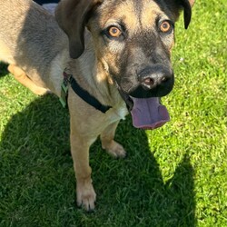 Parker/Dogue de Bordeaux / Australian Kelpie/Male/9 Months