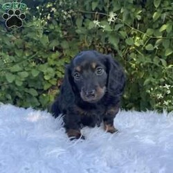 Carly/Dachshund									Puppy/Female	/7 Weeks,Meet Carly. This adorable mini long haired Dachshund puppy is well socialized and raised in a family home. She is vet checked, up to date on shots, and dewormed. 