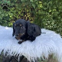 Carly/Dachshund									Puppy/Female	/7 Weeks,Meet Carly. This adorable mini long haired Dachshund puppy is well socialized and raised in a family home. She is vet checked, up to date on shots, and dewormed. 