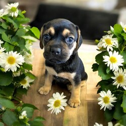 Adopt a dog:Padme/Puggle/Female/Baby,THE FOLLOWING PET IS BEING FOSTERED NEAR FORT COLLINS, CO!

In a galaxy not so far away, a lovely puggle named Padme is ready to bring elegance and joy into your life. Born on July 30, 2024, Padme is one of eight Star Wars puppies, each with their own special flair. Her devoted mama, Tattooine, gave birth at the shelter after being abandoned as a pregnant stray. Just one day later, Padme and her siblings were rescued and brought to a caring foster home in Fort Collins, CO.

Padme is a sweet and graceful pup with a charming personality that’s sure to capture your heart. Her playful nature and affectionate demeanor make her an ideal companion for anyone looking for a loving and lively friend. With her beautiful coat and endearing antics, Padme is ready to add a touch of star-quality sparkle to your home. As she continues to grow, Padme will be prepared to join her forever family when she turns 8 weeks old. Are you ready to welcome this little gem into your life? The Force of love and joy is with Padme, and she’s eager to share it with you.

OUR DOGS ARE FOSTERED IN TEXAS OR COLORADO BUT AVAILABLE FOR ADOPTION AND TRANSPORT OUT OF STATE. Read below for more information.

All of our dogs are located in a foster home in Texas or Colorado. Our dogs are transported to a predetermined location agreed upon by the rescue. The adoption contract and fee are finalized prior to transport. As a Mutts N Such direct adoption, the adoption interview/meet and greet occurs on video call (Skype, FB Messenger call, Facetime, etc.).

Our out of state adoption fee is $350 plus transport (varies by location). This fee includes all current vaccinations, deworming, a registered microchip, fecal analysis, spay/neuter for pets 6 months & older, and a heartworm test if over 6 months old. All dogs will be current on flea/heartworm prevention. A health exam will be completed and a certificate issued by a veterinarian within 10 days of departure.

If you are interested in adopting, please complete our application:

https://petstablished.com/adoption_form/57167/generic

Note: MNS reserves the right to deny any application that is deemed unsuitable for the animal. Please be aware that our animal adoptions are NOT on a first come- first serve basis. Our sole purpose is to find the best possible home for the animals that fall under our care.