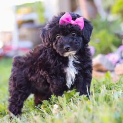 Violet/Miniature Poodle									Puppy/Female	/8 Weeks