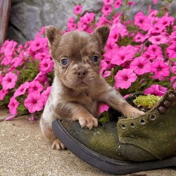 Amanda/French Bulldog									Puppy/Female	/12 Weeks,Amanda is a gorgeous Isabella tan merle visual fluffy Akc registered frenchy puppy! Carries blue chocolate no pied no brindle! Up to date with all shots and dewormings. Was born 6/12/24. Family raised and well socialized! Delivery is available! Contact us today to get your new family member! 