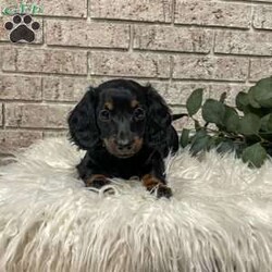 Carly/Dachshund									Puppy/Female	/7 Weeks,Meet Carly. This adorable mini long haired Dachshund puppy is well socialized and raised in a family home. She is vet checked, up to date on shots, and dewormed. 