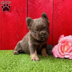 Celina/French Bulldog									Puppy/Female	/12 Weeks,Celina is an awesome lilac tan visual fluffy AKC registered frenchy puppy! Carries Isabella no pied no brindle! Up to date with all shots and dewormings. Was born 6/14/24. Family raised and well socialized! Delivery is available! Contact us today to reserve your new family member!