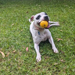 Zelda/Staffordshire Bull Terrier/Female/4 Years,Hello, I'm Zelda, a magical black and white Staffy girl with a heart full of sweetness.  I may not cast spells, but I do have a few enchanting qualities that make me a wonderful companion. Let me introduce myself! I'm on a quest to find a loving home that understands my unique needs and appreciates my magical charm. I'm a sweet girl, but I can be quite excitable. I need someone who can read my body language and help me manage my energy. While I'm a sweetheart, I prefer a home with older children who can interact with me appropriately and understand my need for space when I'm excitable. I enjoy social walks with other dogs, but I am very picky with who my friends are, for this reason I would not be suited to a home with a resident doggo.  I adore having the freedom to choose whether I want to lounge indoors or have a grand adventure in the great outdoors. I have a few hobbies that make me who I am. I love a good run around to stretch my legs and have some fun. Playtime is a must to keep me happy. I'm a clever girl who enjoys activities that keep my mind busy and challenge me. I'd love to learn new tricks and keep my brain engaged. My enchanting personality is my most significant feature. I'm loving, loyal, and eager to be your best friend. I communicate a lot through my body language. I'll let you know when I'm excited or need some me-time. I may be full of energy and excitement, but with the right owner and a little guidance, I'll be the most lovable companion you've ever met. I am currently hanging out in a lovely foster home. I can't wait to share my enchanting nature and sweet spirit with my new family.  Love xxx Zelda Please fill out an Expression of Interest form for me! -Experienced owner -Must be only dog -No kids under 15 -No pocket pets -Indoor/outdoor access -Secure fencing Free vet consult at adoption