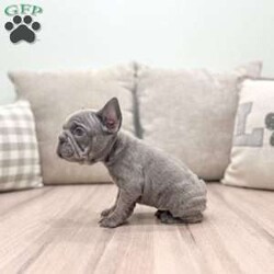 Holly/French Bulldog									Puppy/Female	/8 Weeks,This sweet and adorable AKC Registered French Bulldog is looking for a forever family!