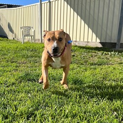 Adopt a dog:Emmy/American Staffordshire Terrier/Female/1 Year 1 Month,Hello, my name is Emmy. I am a beautiful 1 year old little lady looking for a loving home. I haven't had a whole lot of luck in my life, but I am ready to start a new chapter. I am a quiet girl and can be shy, but I am gentle and respectful in the presence of humans. At times I can become a bit overwhelmed. I would like a quiet household, a warm soft bed and somewhere in the home that I can call my 