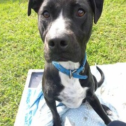 Nash/Staffordshire Bull Terrier / Australian Cattle Dog/Male/1 Year 9 Months,Good things come in three… LEGS! Meet handsome Nash! Nash's journey may have had a few bumps, but his spirit is unbreakable, and his heart is ready to love unconditionally in his new forever home. Despite his tough start, Nash is a shining example of resilience and joy, waiting for that special someone to share life's adventures. Nash thrives as the only pet in the household, where he can be the centre of attention and bask in all the love you have to offer. Nash is eager to join a family who understands his unique needs and will cherish him for the sweet, gentle soul that he is. Nash requires a patient and experienced owner who can guide him with care and understanding. Whether you have experience with special-needs dogs or are willing to learn, Nash will reward you with unwavering loyalty and affection. He needs moderate exercise to maintain his ideal weight, so short walks are his forte—think leisurely strolls rather than marathon runs! A house with minimal or no stairs is also required to help Nash move around comfortably! With Nash, you're not just adopting a dog; you're gaining a true friend and companion. His endearing spirit and loving nature will brighten your days and warm your heart. Nash's zest for life is infectious, reminding us all to embrace each moment with joy and gratitude. If you're looking to make a profound difference in a dog's life and receive boundless love in return, Nash is eagerly awaiting your embrace. Fill out an adoption application today and open your home to a furry friend who will redefine the meaning of loyalty and resilience. Nash is ready to embark on new adventures with you—don't miss out on this incredible opportunity to make him a cherished member of your family! Requirements: If you think you could be Nash's forever family, please fill out an application at  or contact the shelter directly on 0477 064 192 or email us at barc@rspcansw.org.au  