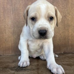 Marble/Rhodesian Ridgeback/Female/Baby Adopt a dog:Marble/Rhodesian Ridgeback/Female/Baby,Meet Marble, a delightful 6-week-old female Rhodesian Ridgeback/Boxer mix. With her charming personality and playful spirit, Marble is a blank slate, ready to become the gem of your life. She thrives on curiosity, playtime, and the warmth of being part of a loving family.
Marble is eager to take on the joys that come with being a puppy. Whether it's tackling the challenges of snack time, snuggling on the couch, or wagging her tail in pure happiness, she is enthusiastic about making memories with you.
As she embarks on her journey to find a forever home, Marble is searching for a family that will nurture her playful nature and help her grow into the wonderful companion she's destined to be. If you're ready for a life filled with adventure and love, Marble is here to roll right into your heart. Will you be the forever home she is looking for?