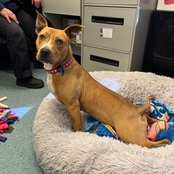 Adopt a dog:Emmy/American Staffordshire Terrier/Female/1 Year 1 Month,Hello, my name is Emmy. I am a beautiful 1 year old little lady looking for a loving home. I haven't had a whole lot of luck in my life, but I am ready to start a new chapter. I am a quiet girl and can be shy, but I am gentle and respectful in the presence of humans. At times I can become a bit overwhelmed. I would like a quiet household, a warm soft bed and somewhere in the home that I can call my 