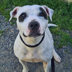 Zelda/Staffordshire Bull Terrier/Female/4 Years,Hello, I'm Zelda, a magical black and white Staffy girl with a heart full of sweetness.  I may not cast spells, but I do have a few enchanting qualities that make me a wonderful companion. Let me introduce myself! I'm on a quest to find a loving home that understands my unique needs and appreciates my magical charm. I'm a sweet girl, but I can be quite excitable. I need someone who can read my body language and help me manage my energy. While I'm a sweetheart, I prefer a home with older children who can interact with me appropriately and understand my need for space when I'm excitable. I enjoy social walks with other dogs, but I am very picky with who my friends are, for this reason I would not be suited to a home with a resident doggo.  I adore having the freedom to choose whether I want to lounge indoors or have a grand adventure in the great outdoors. I have a few hobbies that make me who I am. I love a good run around to stretch my legs and have some fun. Playtime is a must to keep me happy. I'm a clever girl who enjoys activities that keep my mind busy and challenge me. I'd love to learn new tricks and keep my brain engaged. My enchanting personality is my most significant feature. I'm loving, loyal, and eager to be your best friend. I communicate a lot through my body language. I'll let you know when I'm excited or need some me-time. I may be full of energy and excitement, but with the right owner and a little guidance, I'll be the most lovable companion you've ever met. I am currently hanging out in a lovely foster home. I can't wait to share my enchanting nature and sweet spirit with my new family.  Love xxx Zelda Please fill out an Expression of Interest form for me! -Experienced owner -Must be only dog -No kids under 15 -No pocket pets -Indoor/outdoor access -Secure fencing Free vet consult at adoption