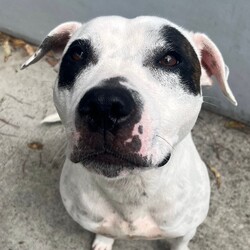 Zelda/Staffordshire Bull Terrier/Female/4 Years,Hello, I'm Zelda, a magical black and white Staffy girl with a heart full of sweetness.  I may not cast spells, but I do have a few enchanting qualities that make me a wonderful companion. Let me introduce myself! I'm on a quest to find a loving home that understands my unique needs and appreciates my magical charm. I'm a sweet girl, but I can be quite excitable. I need someone who can read my body language and help me manage my energy. While I'm a sweetheart, I prefer a home with older children who can interact with me appropriately and understand my need for space when I'm excitable. I enjoy social walks with other dogs, but I am very picky with who my friends are, for this reason I would not be suited to a home with a resident doggo.  I adore having the freedom to choose whether I want to lounge indoors or have a grand adventure in the great outdoors. I have a few hobbies that make me who I am. I love a good run around to stretch my legs and have some fun. Playtime is a must to keep me happy. I'm a clever girl who enjoys activities that keep my mind busy and challenge me. I'd love to learn new tricks and keep my brain engaged. My enchanting personality is my most significant feature. I'm loving, loyal, and eager to be your best friend. I communicate a lot through my body language. I'll let you know when I'm excited or need some me-time. I may be full of energy and excitement, but with the right owner and a little guidance, I'll be the most lovable companion you've ever met. I am currently hanging out in a lovely foster home. I can't wait to share my enchanting nature and sweet spirit with my new family.  Love xxx Zelda Please fill out an Expression of Interest form for me! -Experienced owner -Must be only dog -No kids under 15 -No pocket pets -Indoor/outdoor access -Secure fencing Free vet consult at adoption