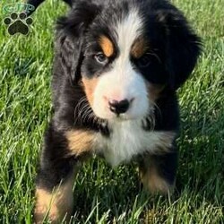 Sage/Bernese Mountain Dog									Puppy/Female	/July 5th, 2024,Hello meet Sage one of our baby Bernese Mountain Dogs. Sage is a very cute and spunky little girl . She was born with her three sisters and one brother. She also loves attention and will follow you around. Sage is 