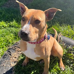 Adopt a dog:Emmy/American Staffordshire Terrier/Female/1 Year 1 Month,Hello, my name is Emmy. I am a beautiful 1 year old little lady looking for a loving home. I haven't had a whole lot of luck in my life, but I am ready to start a new chapter. I am a quiet girl and can be shy, but I am gentle and respectful in the presence of humans. At times I can become a bit overwhelmed. I would like a quiet household, a warm soft bed and somewhere in the home that I can call my 