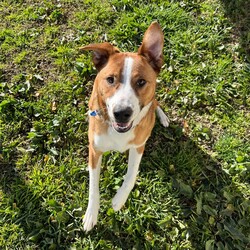 Adopt a dog:Frank/Australian Cattle Dog / American Staffordshire Terrier/Male/1 Year,Hello! My name's Frank. What's yours? I am a well-mannered young man who is on the lookout for a human or humans to join on your adventures and to be your best buddy at home. I have spent a little time here at the shelter and during this time the staff have seen me grow from a slightly timid kid to a confident, chilled out young man. Well, most of the time. Sometimes I can get a bit excited and bouncy – because of this I'd be best suited to a family aged 12 yrs and up so that I don't bounce someone over accidentally. I have a happy nature – I can't wait for you to get to know me! My favourite things are playing with toys and going on walks with my doggy friends. If you have a dog at home, please bring them in to meet me to make sure we are a good match! I’ve heard about something called a “backyard,” and it sounds like a dream! An area all for me to run around, climb, sniff, and explore; at the shelter we have grass yards, but I have to share them with all the other doggies. Sigh. But don’t think I’m just an outdoor adventurer; I also love lounging inside, playing with my toys, or chasing butterflies in my dreams. I would not be suited to a home with cats or pocket pets. I would suit a full time worker if you have time to settle me into my new home. Lastly! What are you waiting for? Yours, Frank -Must meet all dogs -No pocket pets or cats -No children under 12