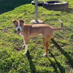 Adopt a dog:Frank/Australian Cattle Dog / American Staffordshire Terrier/Male/1 Year,Hello! My name's Frank. What's yours? I am a well-mannered young man who is on the lookout for a human or humans to join on your adventures and to be your best buddy at home. I have spent a little time here at the shelter and during this time the staff have seen me grow from a slightly timid kid to a confident, chilled out young man. Well, most of the time. Sometimes I can get a bit excited and bouncy – because of this I'd be best suited to a family aged 12 yrs and up so that I don't bounce someone over accidentally. I have a happy nature – I can't wait for you to get to know me! My favourite things are playing with toys and going on walks with my doggy friends. If you have a dog at home, please bring them in to meet me to make sure we are a good match! I’ve heard about something called a “backyard,” and it sounds like a dream! An area all for me to run around, climb, sniff, and explore; at the shelter we have grass yards, but I have to share them with all the other doggies. Sigh. But don’t think I’m just an outdoor adventurer; I also love lounging inside, playing with my toys, or chasing butterflies in my dreams. I would not be suited to a home with cats or pocket pets. I would suit a full time worker if you have time to settle me into my new home. Lastly! What are you waiting for? Yours, Frank -Must meet all dogs -No pocket pets or cats -No children under 12