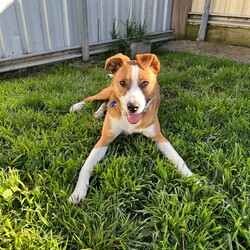 Frank/Australian Cattle Dog / American Staffordshire Terrier/Male/1 Year,Hello! My name's Frank. What's yours? I am a well-mannered young man who is on the lookout for a human or humans to join on your adventures and to be your best buddy at home. I have spent a little time here at the shelter and during this time the staff have seen me grow from a slightly timid kid to a confident, chilled out young man. Well, most of the time. Sometimes I can get a bit excited and bouncy – because of this I'd be best suited to a family aged 12 yrs and up so that I don't bounce someone over accidentally. I have a happy nature – I can't wait for you to get to know me! My favourite things are playing with toys and going on walks with my doggy friends. If you have a dog at home, please bring them in to meet me to make sure we are a good match! I’ve heard about something called a “backyard,” and it sounds like a dream! An area all for me to run around, climb, sniff, and explore; at the shelter we have grass yards, but I have to share them with all the other doggies. Sigh. But don’t think I’m just an outdoor adventurer; I also love lounging inside, playing with my toys, or chasing butterflies in my dreams. I would not be suited to a home with cats or pocket pets. I would suit a full time worker if you have time to settle me into my new home. Lastly! What are you waiting for? Yours, Frank -Must meet all dogs -No pocket pets or cats -No children under 12