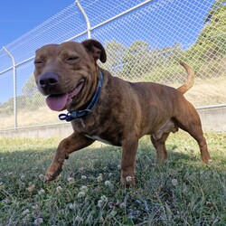 Frankie/Staffordshire Bull Terrier / Dachshund Standard (Smooth)/Male/4 Years 5 Months,Hi friends, my name is Frankie! I'm a handsome little gentleman looking for my forever home, could that be with you? I have had a rough start to life but with the help of my shelter friends, I am now ready to join my new family! I am a very affectionate young man, who loves nothing more than spending quality time with my humans, whether it's basking in the sunshine or curled up on the lounge watching your favourite tv show! I'd suit a quieter home, preferably with no young children, and no other animals, as I can sometimes get overwhelmed with too much noise and activity around me. I would also love it if my humans were home more often than not, as I'm quite a clingy man and love their constant attention and cuddles. I know sometimes you have to go out, if you can leave me with some fun toys, yummy treats, and a snuggly bed, I should be safe and happy until you get home. I would benefit from daily enrichment and interactive feeders to help keep my mind and body active. If you think that your home would be a good fit, please fill out an application online at  or call 0477 064 192 and the team at BARC will be in touch to arrange a meet and greet. Love, Frankie x Requirements: