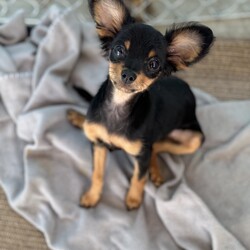 Adopt a dog:BABY SHIRLEY/Chihuahua/Female/Baby,Baby Shirley is adorable girl who is shy but friendly and good with other dogs. Shirley is an absolute sweetheart who loves to play, but also enjoys a good snuggle.  She is a fantastic listener and is always up for an adventure.  Baby Shirley came to us from a shelter with her sister.  Again she is shy but her sweet and friendly demeanor quickly won over the volunteers. She is looking for a family who is willing to teach her right from wrong and make a lifetime commitment.   In the meantime she is hanging out with her sister Laverne.  If you're looking for a fun-loving and affectionate companion, Baby Shirley is the perfect addition to your family!    She currently weighs 5.10 lbs and is about 3 1/2 -4 months old as of Sept 1  2024 


How to Adopt a Dog from ARF
Animal Rescue of Fresno is a Volunteer Managed & Operated Dog Rescue.
We are available by Appointment Only.  
Adoptions begin with an Approved Application you can find the application at our website at www.arf-fresno.com 


Application can be found in the drop-down menu above, click 