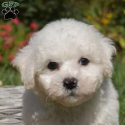 Percy/Bichon Frise									Puppy/Male	/7 Weeks,This is Percy, a sweet spirited Bichon Frise puppy who is eager to meet you! Percy is socialized, family raised with children, and could be the perfect addition to your family! This playful guy has been seen by a vet, is up to date on shots and de-wormer, and can be registered with the AKC. Additionally, the breeder will provide a 30 day health guarantee and an extended genetic health guarantee when Percy heads home. Hear more and schedule a visit by calling Joe Fisher today!