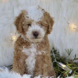 Alice/Mini Goldendoodle									Puppy/Female	/14 Weeks,Meet the incredible Alice, a sweet natured mini goldendoodle ready to win your heart! This pup is great with children, playful and up to date on all shots and wormer. Basic training is introduced. Alice is ready to find her forever home. Call Christian and Ella Susan to meet this sweet girl!