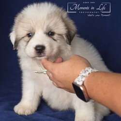 Adopt a dog:Montgomery/Mixed Breed/Male/Baby,Montgomery is a proper little 5 week old boy. He came up from Kentucky with his 7 siblings

Please go to https://michelesrescue.com to complete your application for pre-approval.