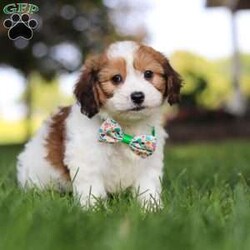 King/Cavachon									Puppy/Male	/9 Weeks,Meet King, the adorable Cavachon puppy who is ready to bring joy and love into your life. With his soft, fluffy coat and those irresistibly sweet eyes, he is a charming little guy who will steal your heart from the moment you meet him. This playful pup is vet checked, up to date on vaccines and wormers, and microchipped, ensuring that he’s healthy and ready to join his forever family.